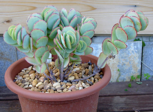 Kalanchoe marnieriana