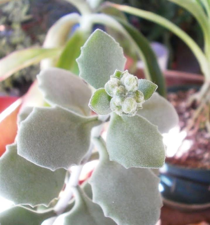 Kalanchoe millotii