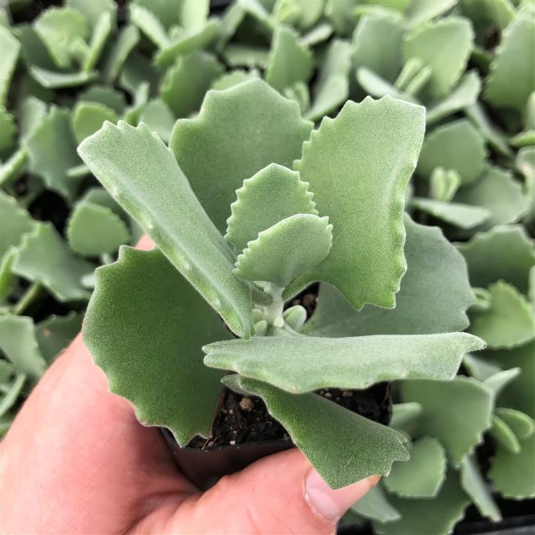 Kalanchoe-millotii