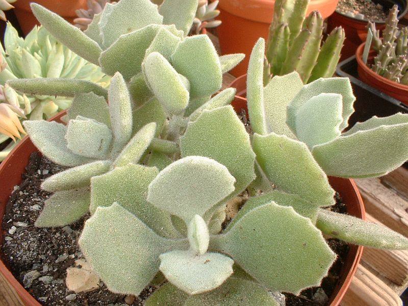 Kalanchoe millotii