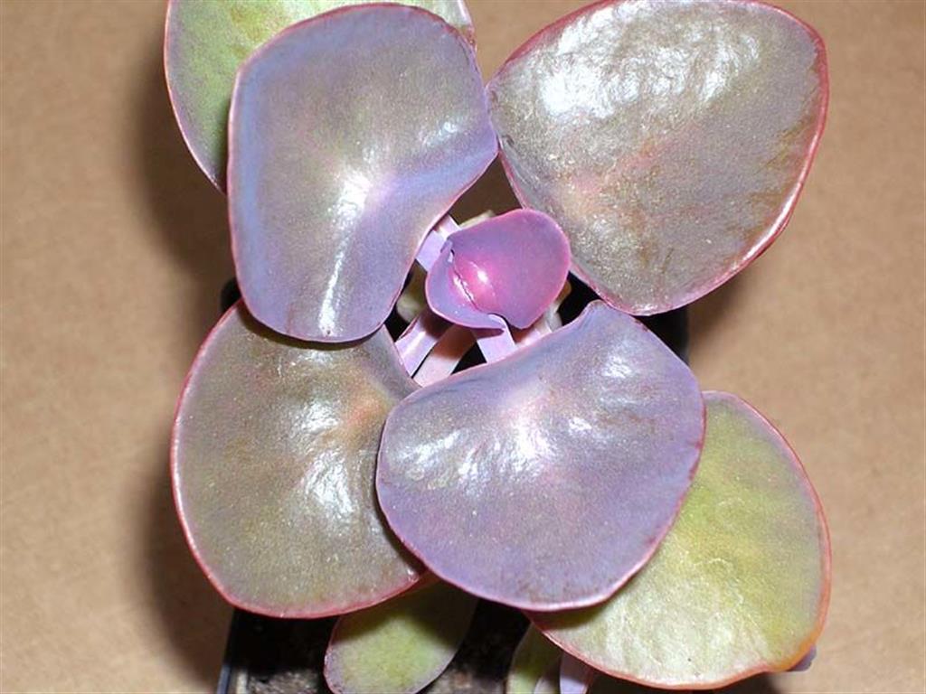 Kalanchoe nykae