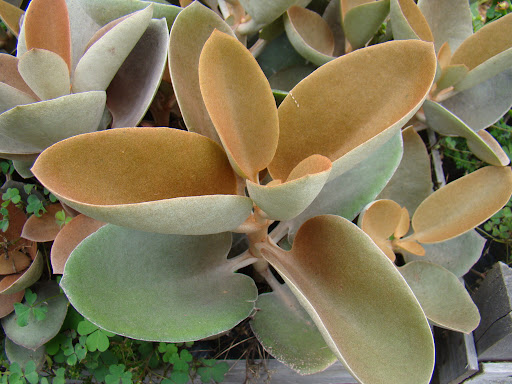 Kalanchoe orgyalis-8