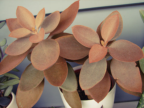 Kalanchoe orgyalis - Colher de cobre