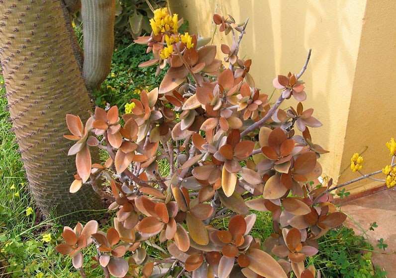 Kalanchoe orgyalis