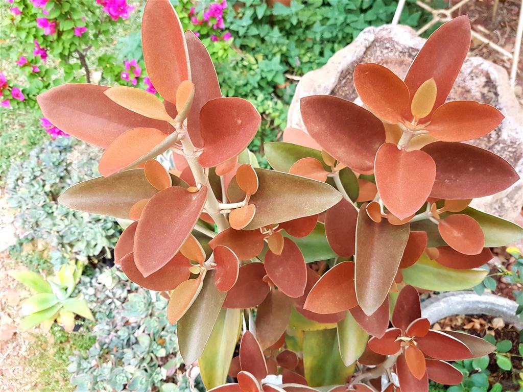 Kalanchoe orgyalis2 