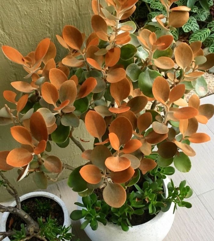 Kalanchoe orgyalis4