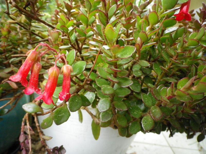 Kalanchoe pendente Manginii