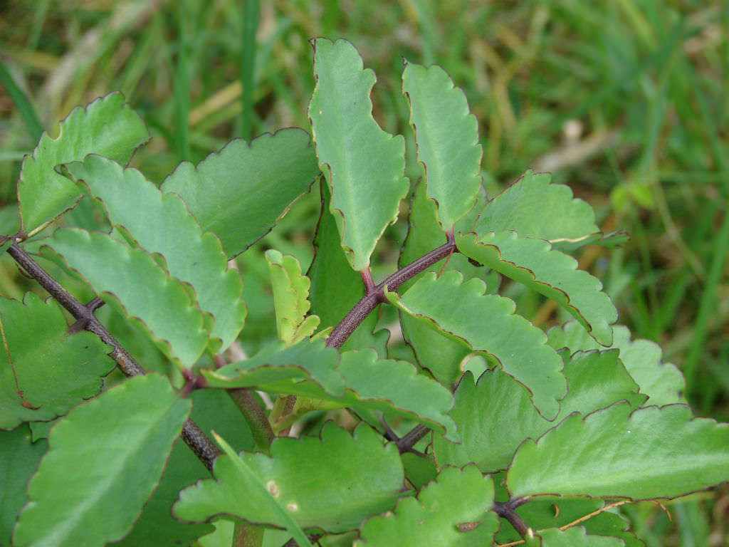 Kalanchoe pinnata