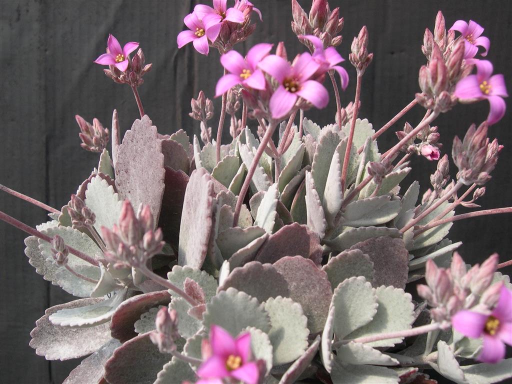 Kalanchoe pumila