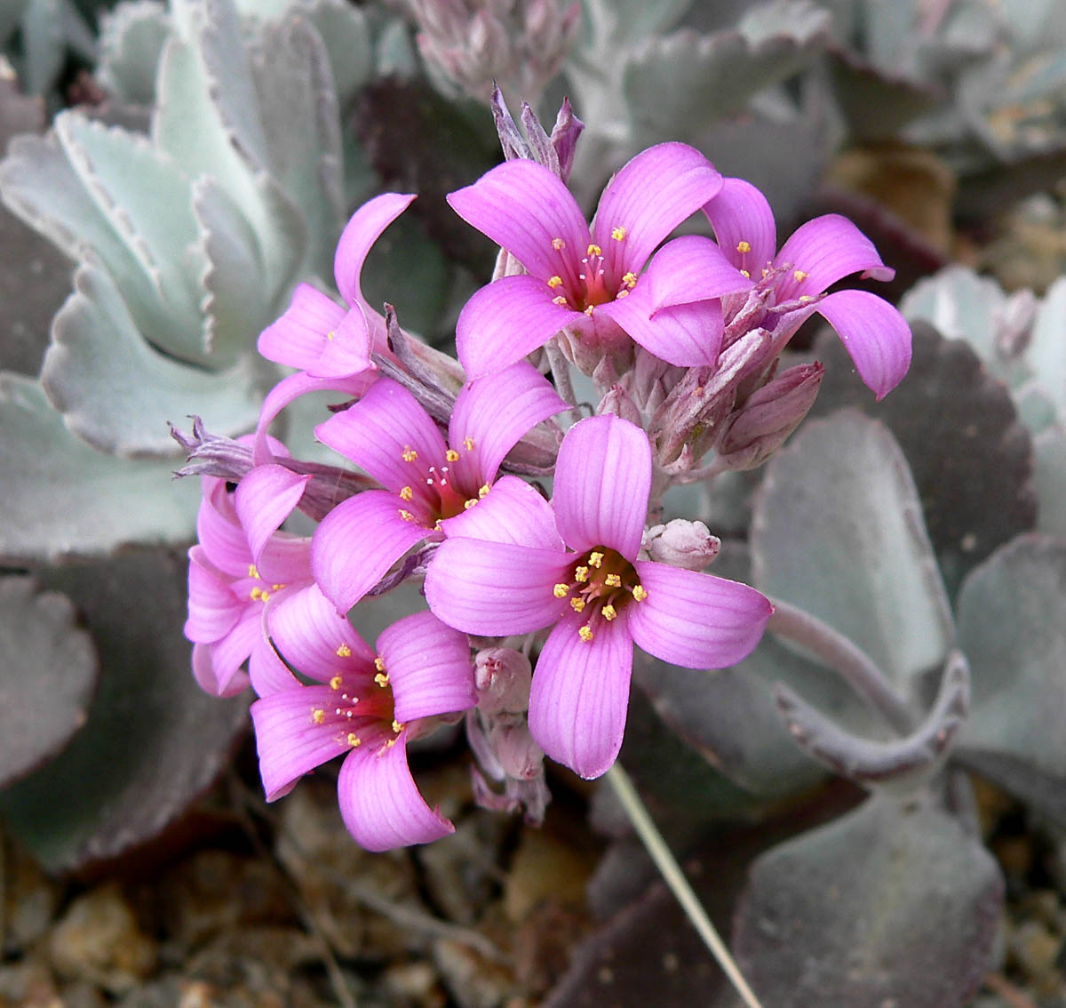 Kalanchoe pumila