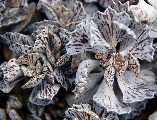 Kalanchoe rhombopilosa