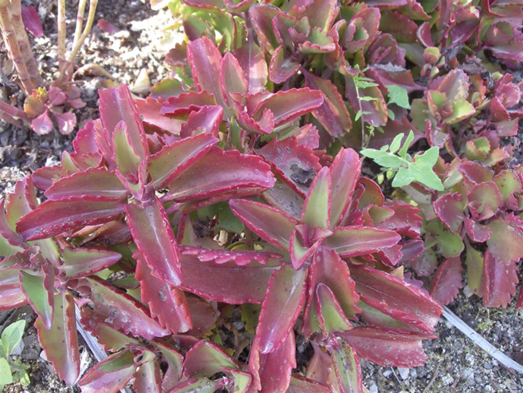 Kalanchoe-sexangularis-