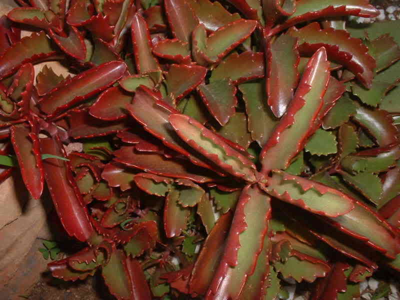 Kalanchoe sexangularis