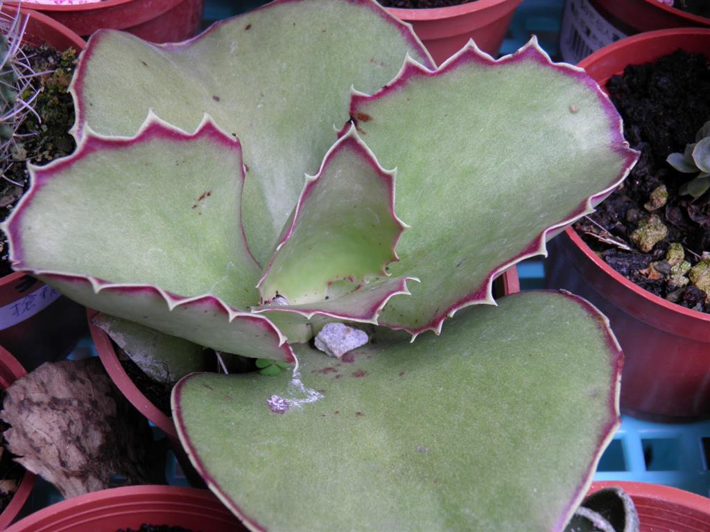 Kalanchoe synsepala