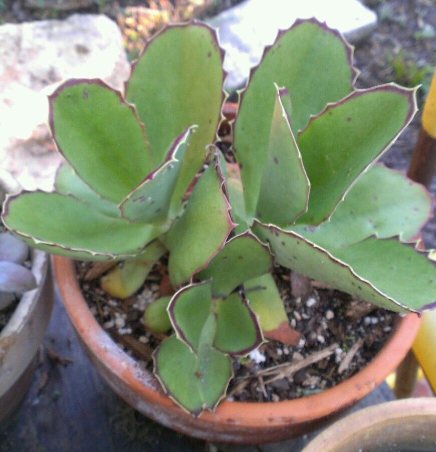 Kalanchoe synsepala