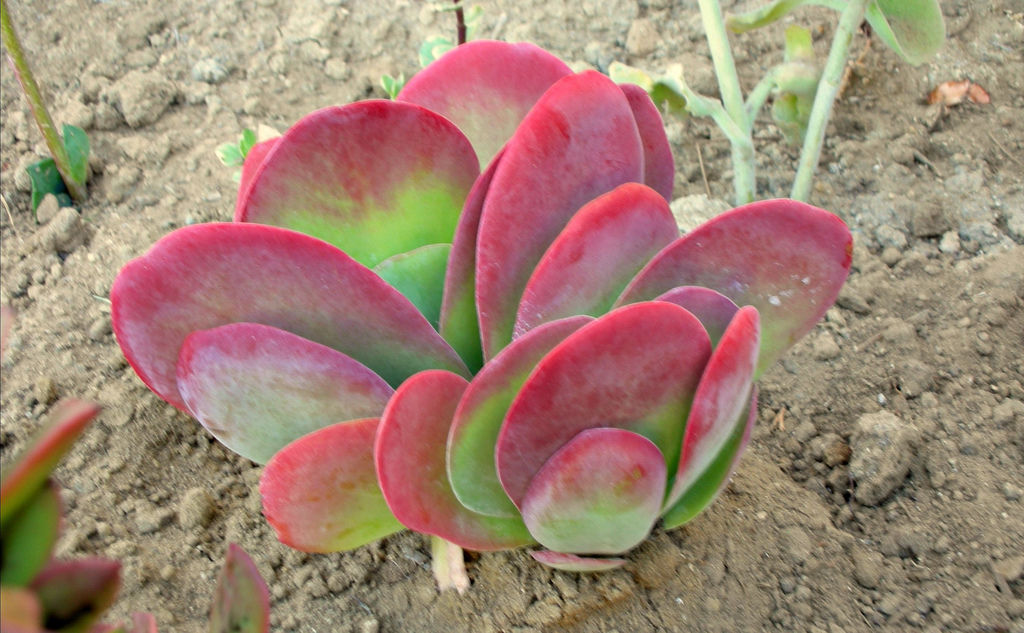 Kalanchoe thyrsiflora - Orelha de Elefante