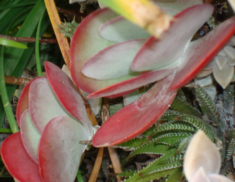 Kalanchoe-thyrsiflora