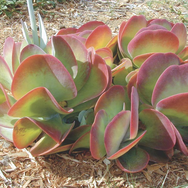 Kalanchoe thyrsiflora