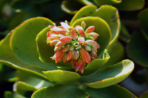 Kalanchoe thyrsiflora