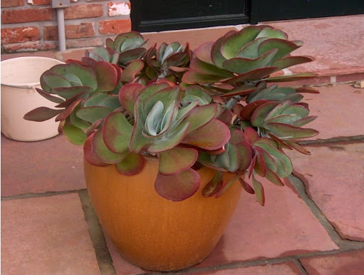 Kalanchoe thyrsiflora5