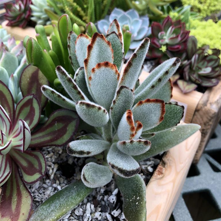 Kalanchoe tomentosa 