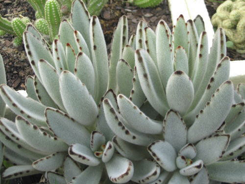 Kalanchoe tomentosa - Orelha-de-gato