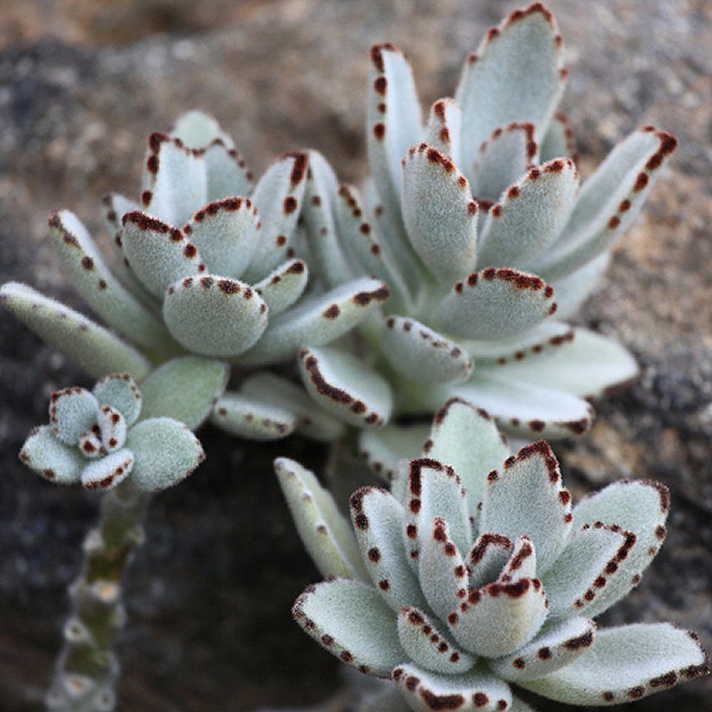 Kalanchoe-tomentosa