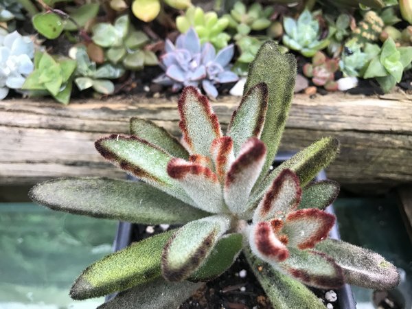 Kalanchoe tomentosa