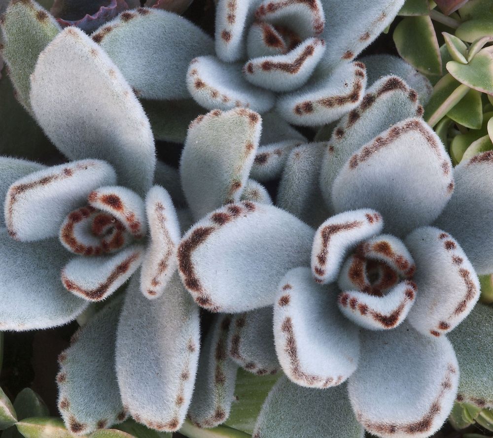 Kalanchoe tomentosa_1