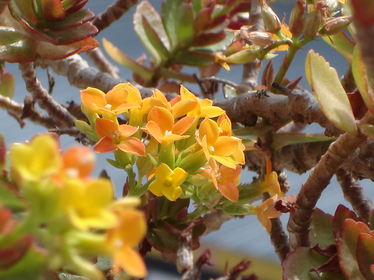 Kalanchoe