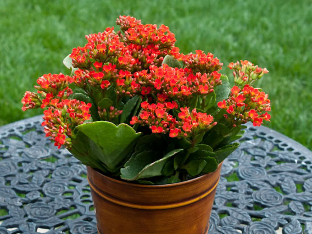 Kalanchoe4