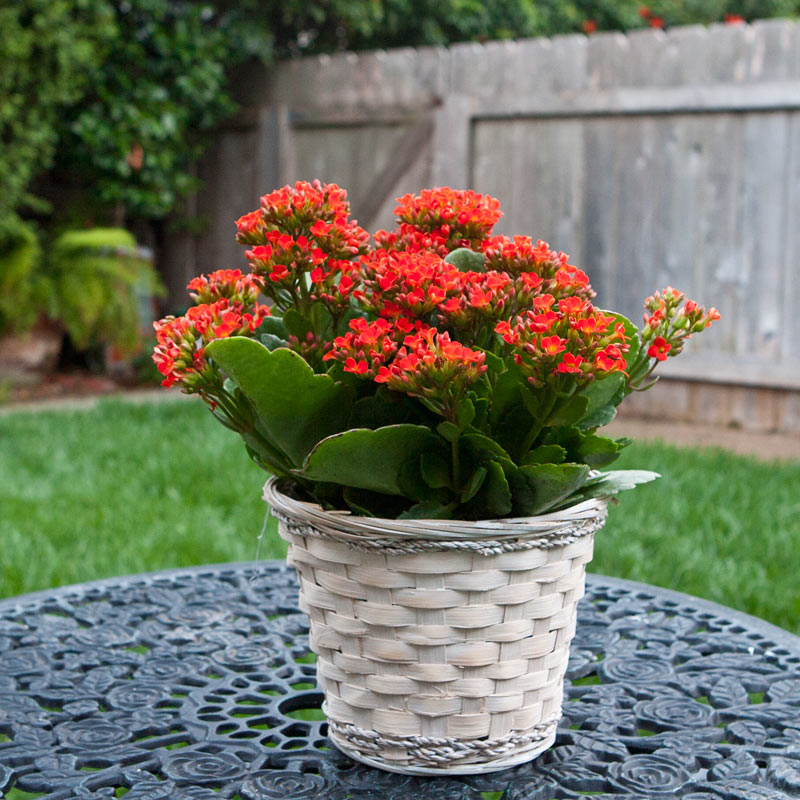 Kalanchoe