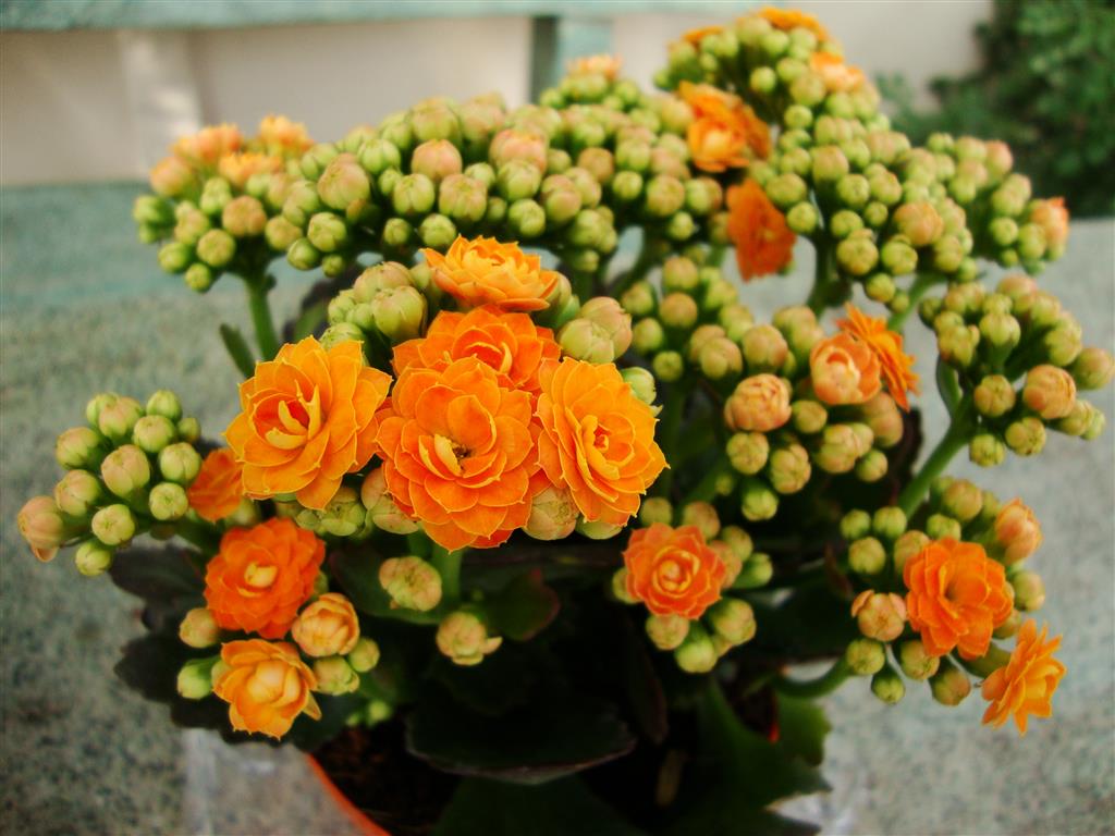 Kalanchoe_blossfeldiana 