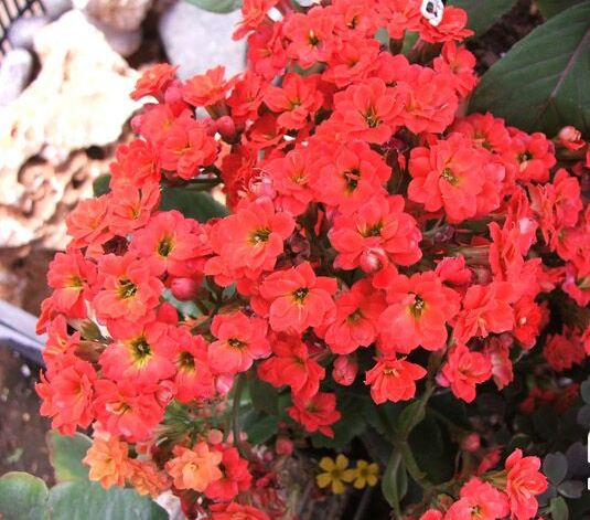 Kalanchoe_blossfeldiana