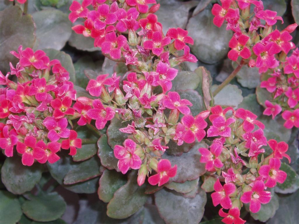 Kalanchoe_blossfeldiorum2