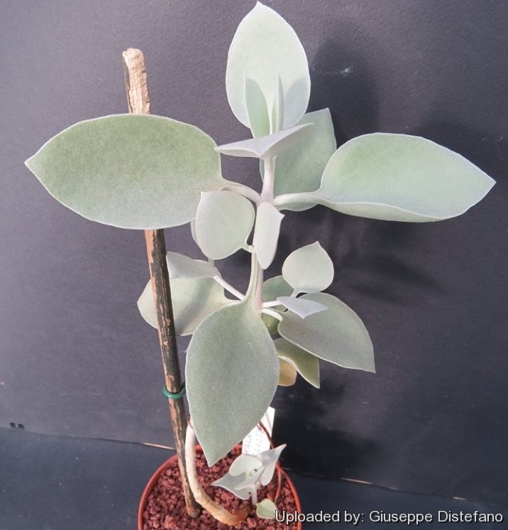 Kalanchoe_bracteata