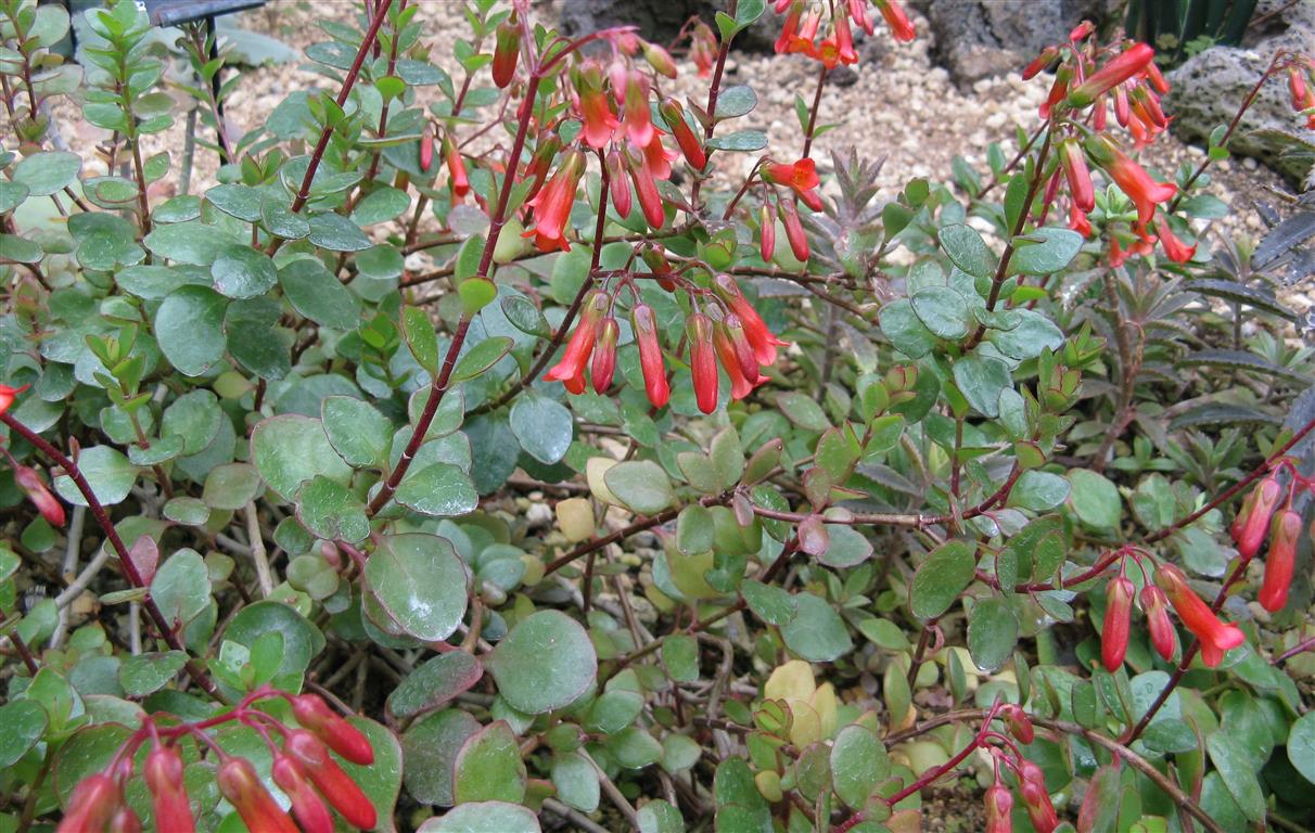 Kalanchoe_manginii