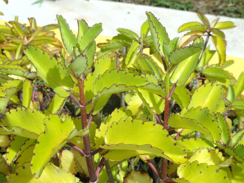 Kalanchoe_pinnata