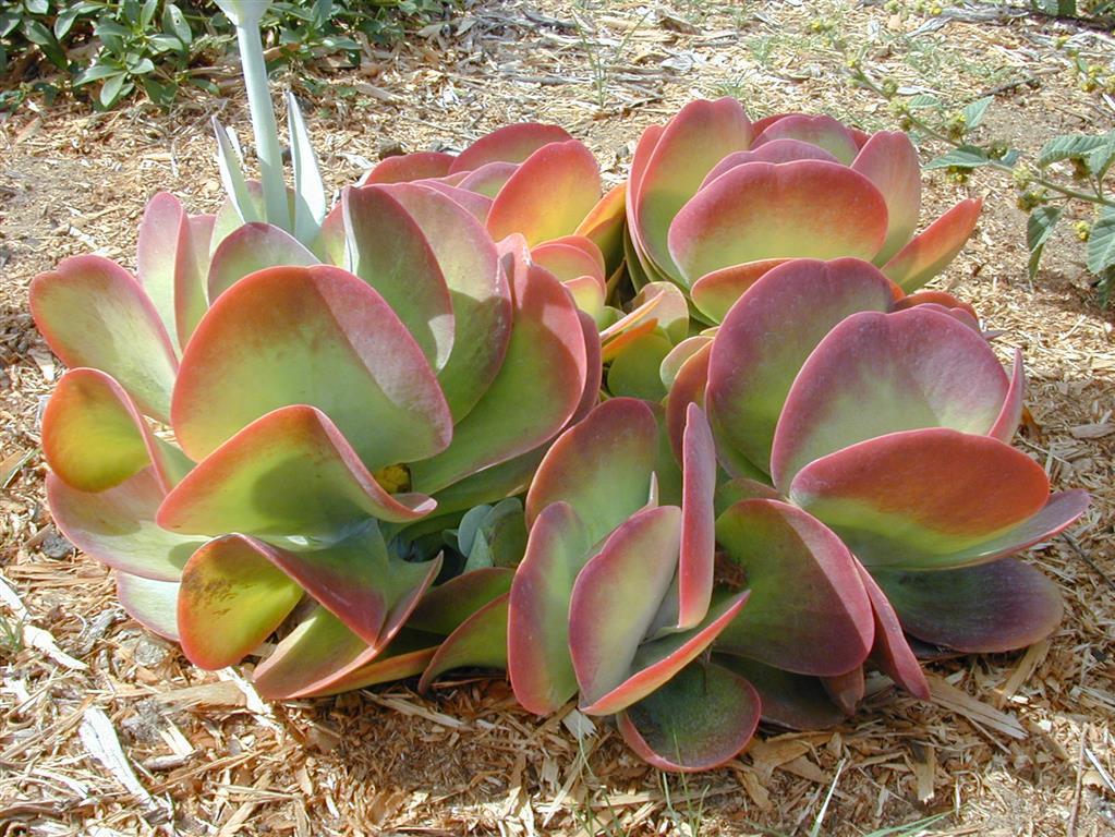 Kalanchoe_thyrsiflora 