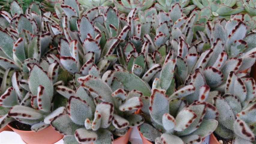 Kalanchoe_tomentosa 