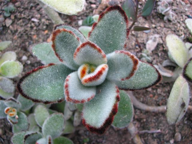 Kalanchoe_tomentosa_01 