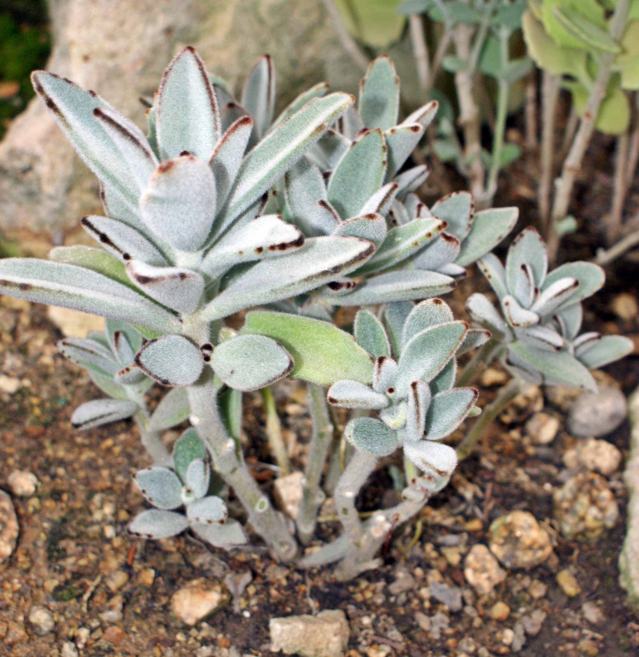 Kalanchoe_tomentosa_