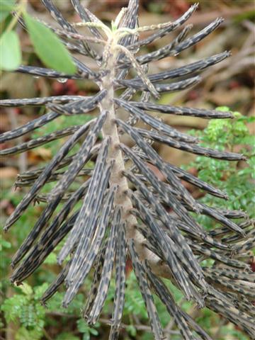 Kalanchoe_tubiflora (2)