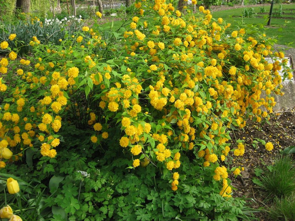 Kerria japonica