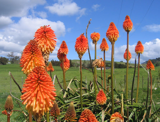 Kniphofia Uvária 1