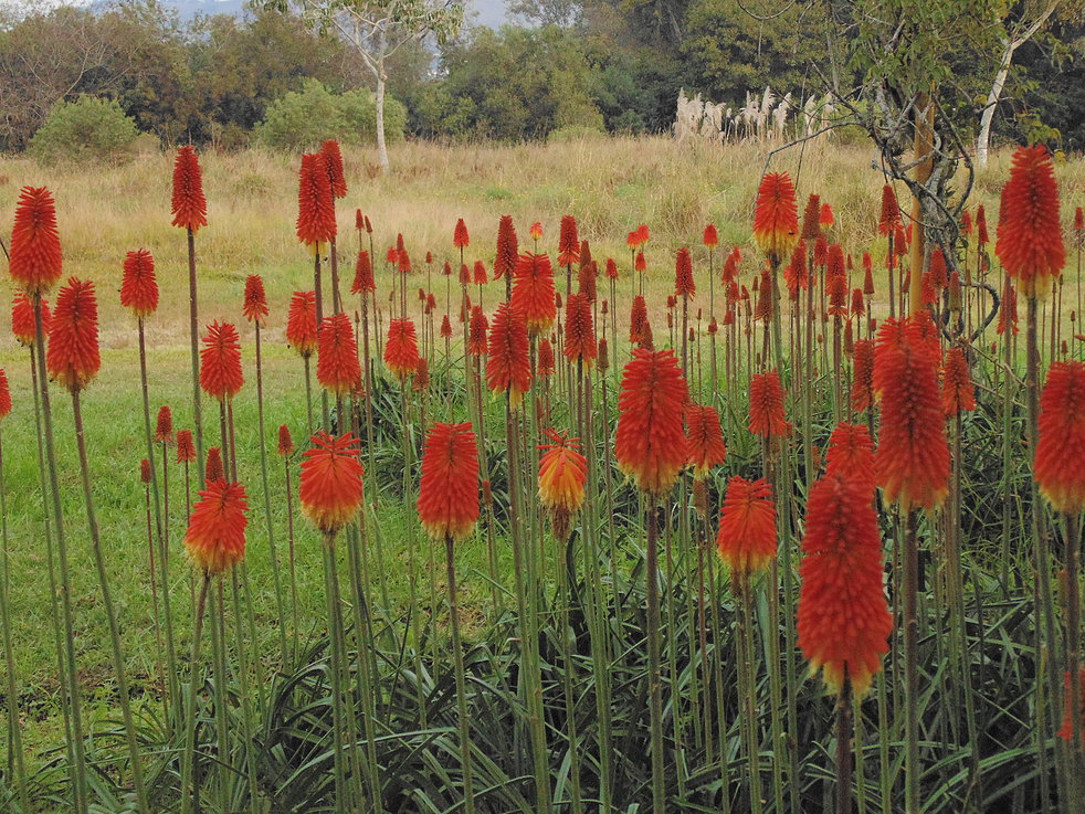 Kniphofia Uvária