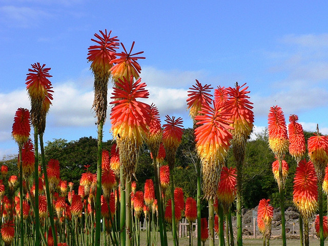 Kniphofia Uvaria