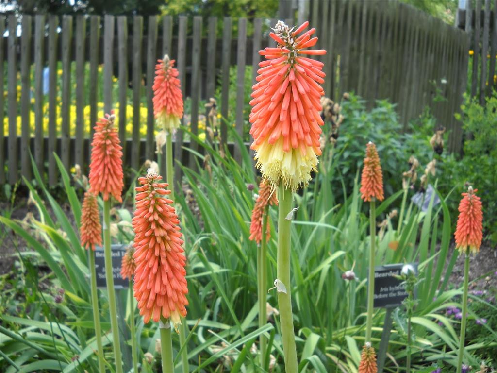 Kniphofia uvaria