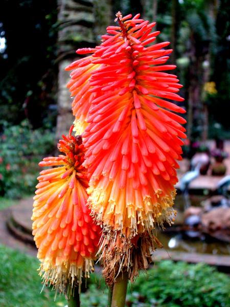 Kniphofia uvária1