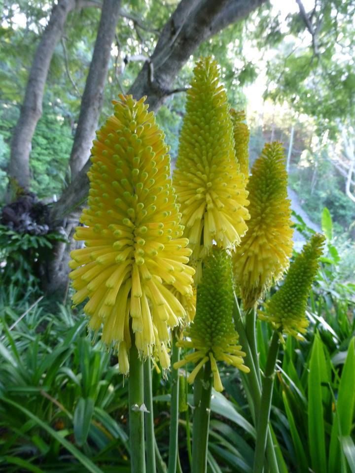 Kniphofia uvária2